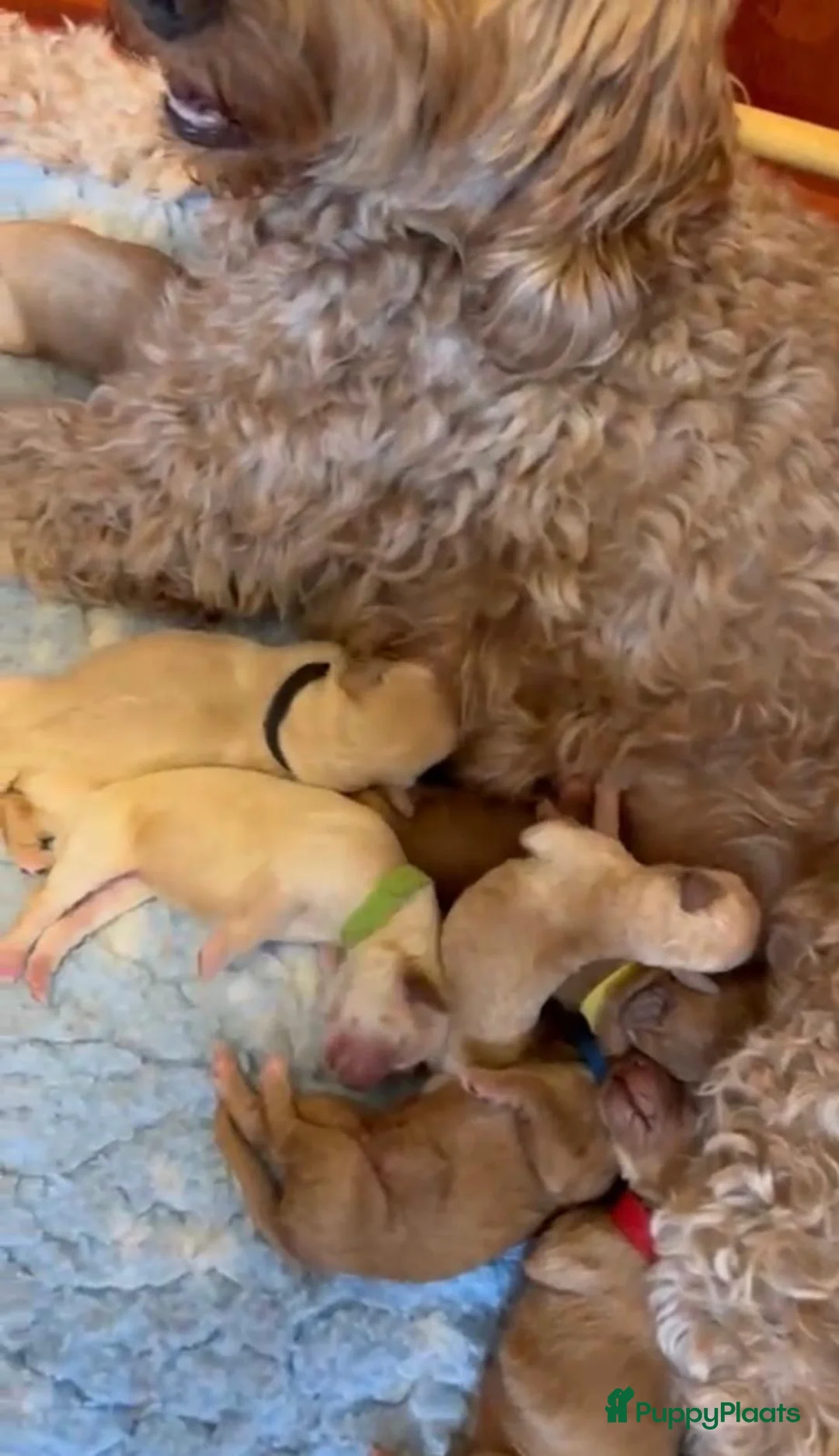 Australian Labradoodle honden te koop: Australian labradoodle (medium) - Advertentie 12