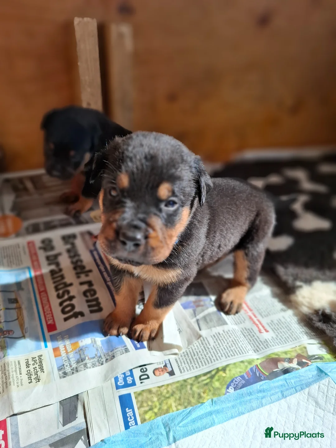 Kruising honden te koop: Prachtige mastweiler pups - Advertentie 2