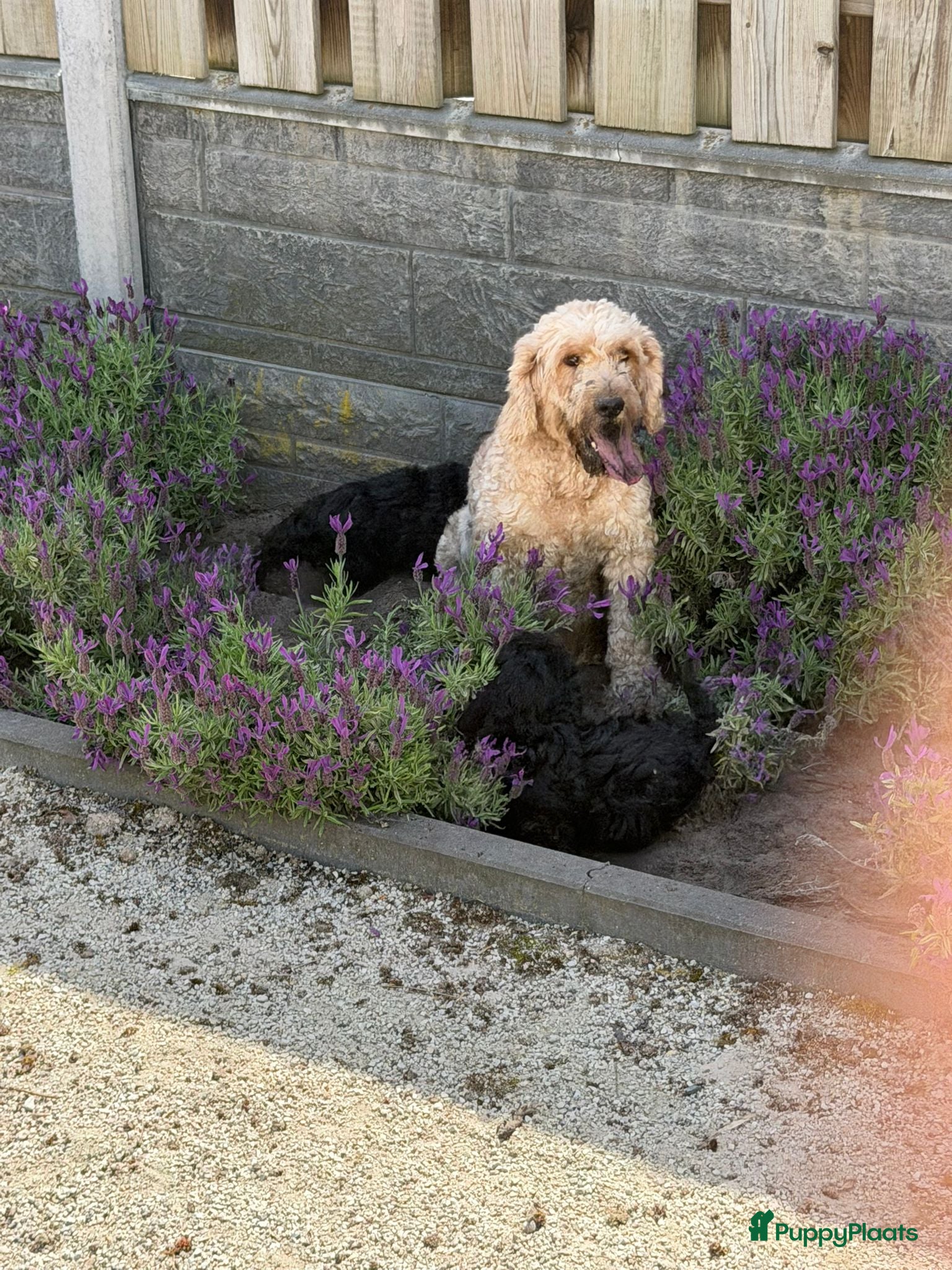 Cockapoo honden te koop: Cockapoo x boomer pups  - Advertentie 3