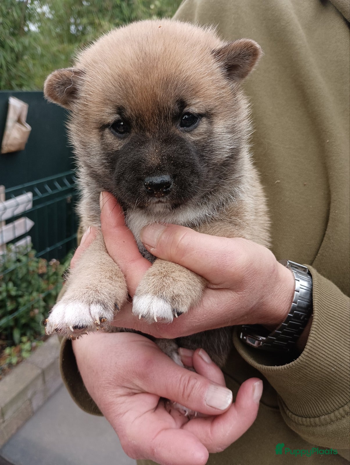 Shiba honden Shiba Inu pups beschikbaar  - Advertentie 1
