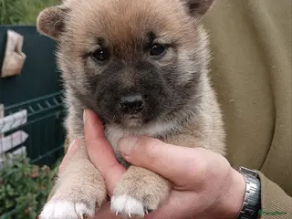 Shiba honden Shiba Inu pups beschikbaar - Advertentie 1