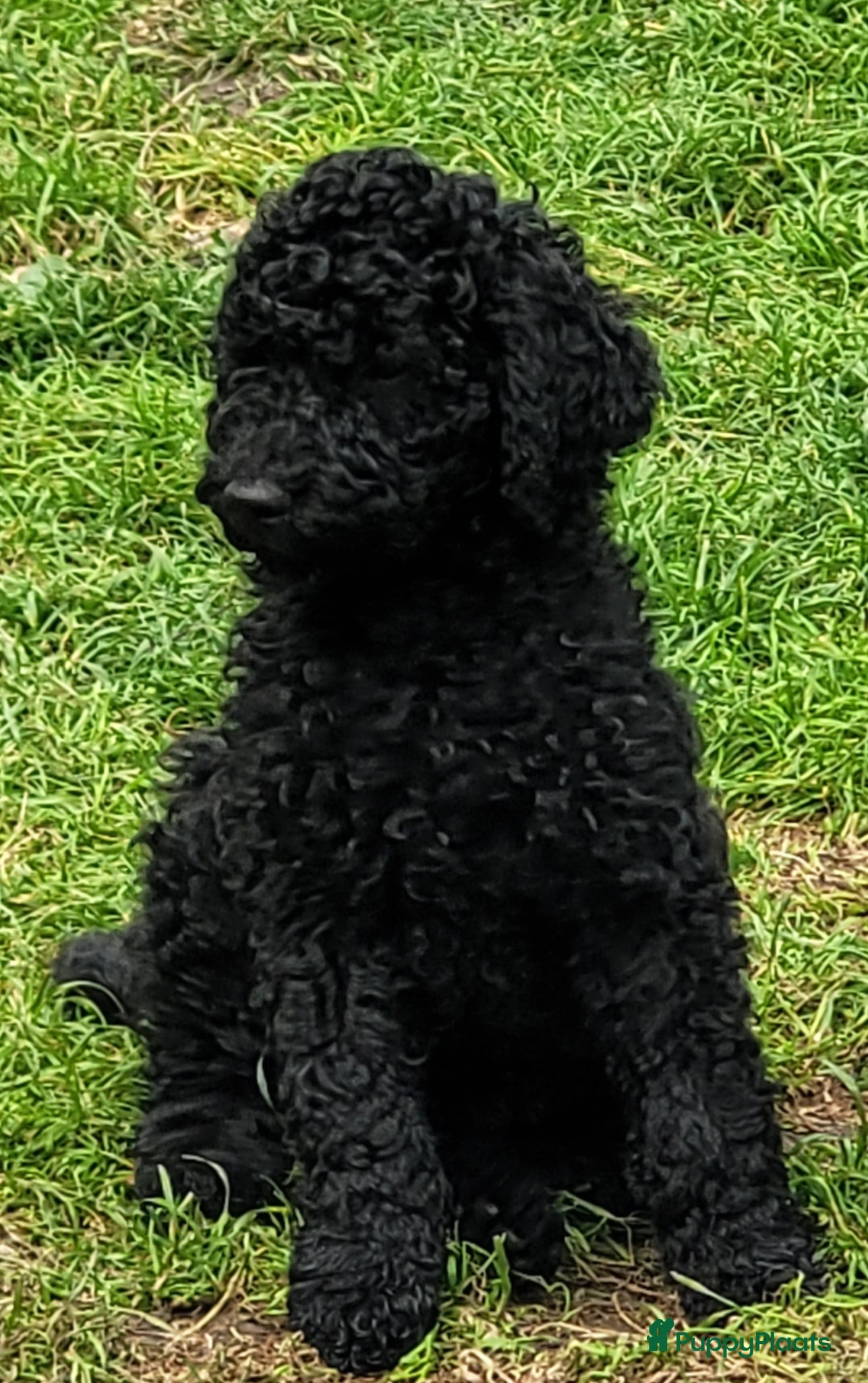 Australian Labradoodle honden Een prachtige Australian Labradoodle 🐶 teefje ❤️ - Advertentie 2