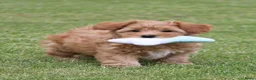 Maltipoo honden te koop: Lieve Maltipoo teefje zoekt haar gouden mandje - Advertentie 11