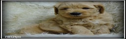 Labradoodle honden te koop: Labradoodle medium pups - Advertentie 4
