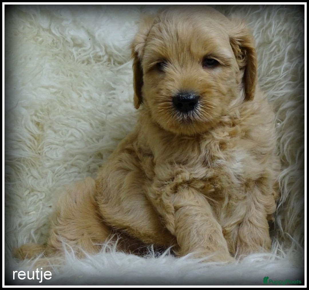 Labradoodle honden te koop: Labradoodle medium pups - Advertentie 4