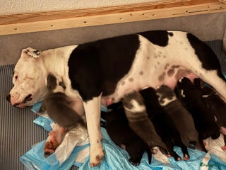 Kruising honden Prachtige pups stafford - Advertentie 3