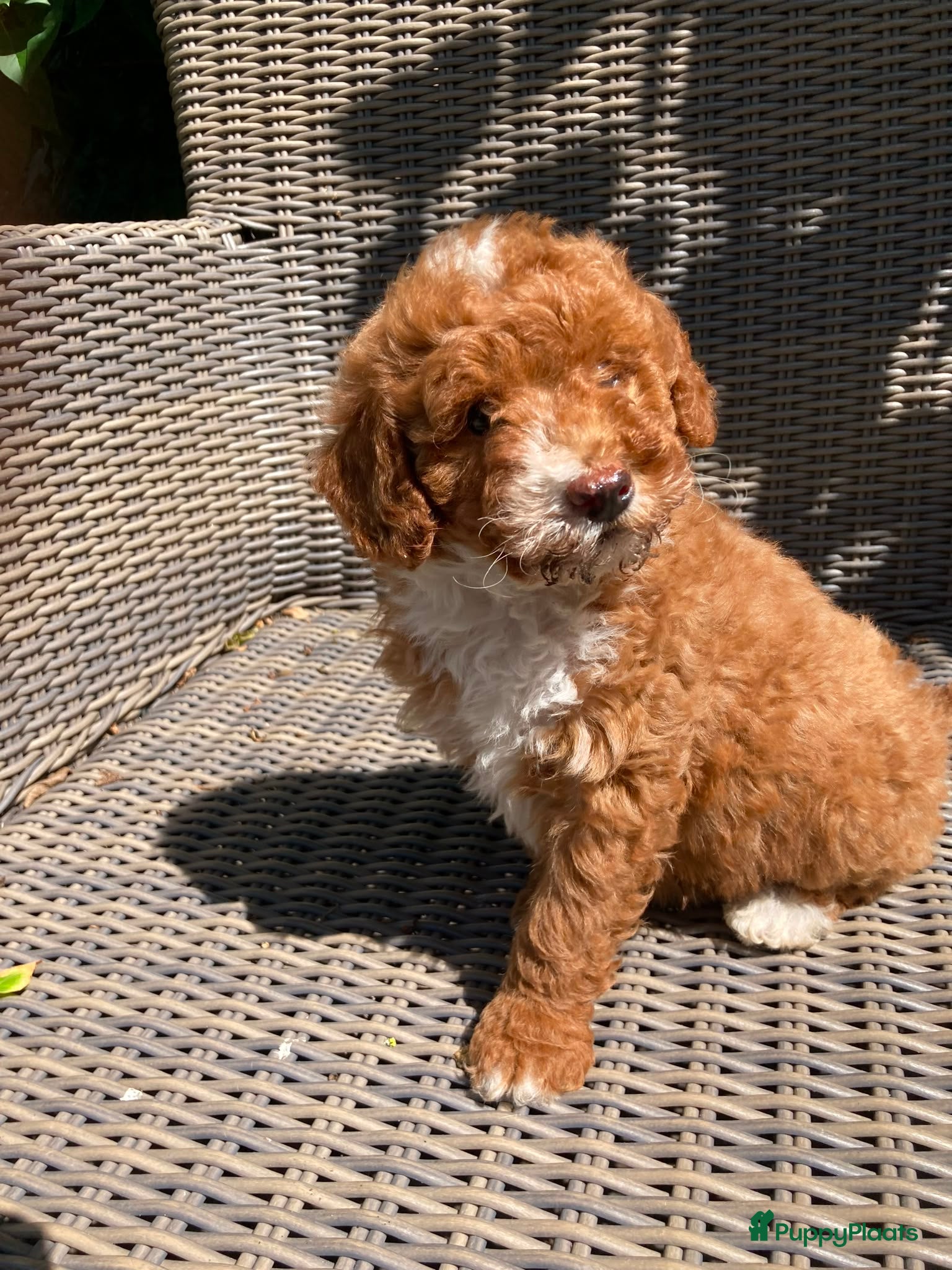 Kruising honden Maltipoo X Labradoodle - Advertentie 1