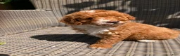Kruising honden te koop: Maltipoo X Labradoodle in Mariahout - Advertentie 1