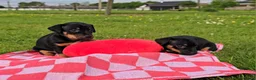 Jack Russel Terriër honden te koop: Met filmpjes! 3 Prachtige Jack Russell puppy's 🐶 - Advertentie 9