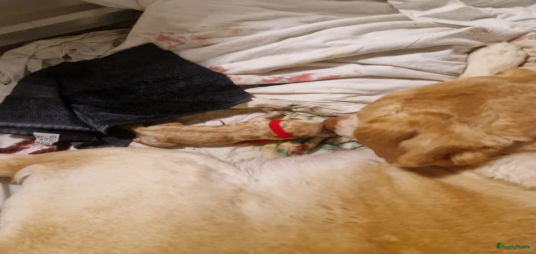 Galerij afbeelding {{count}}