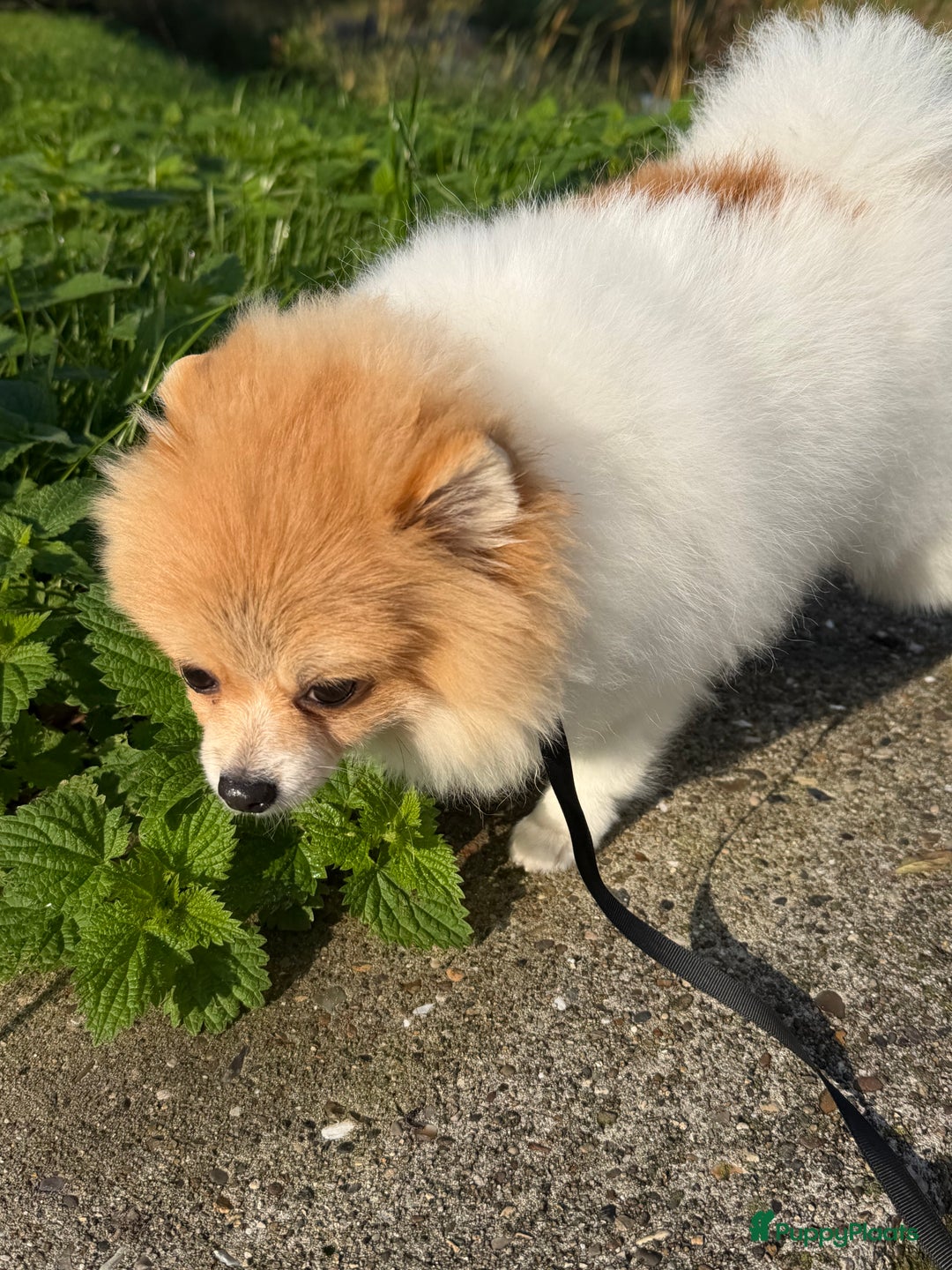 Pomeriaan honden te koop: Pommi zoekt nieuw baasje - Advertentie 4