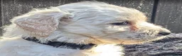 Labradoodle honden te koop: Liefdevolle plek gezocht voor Labradoodle puppy’s! in Heusden - Advertentie 19