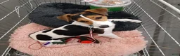 Jack Russel Terriër honden ter dekking: Jack russell ervaren dekreu - Advertentie 5