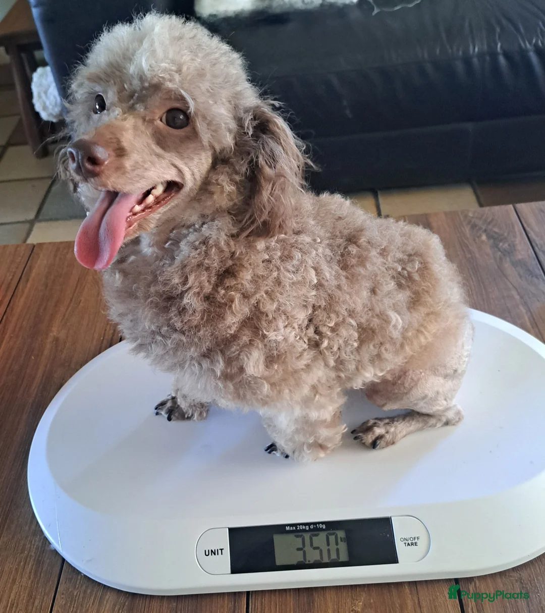 Poedel Toy honden te koop: Knappe toypoedel reu - Advertentie 2