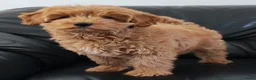 Cockapoo honden te koop: Cockapoo pup (Toy Poedel x Cocker Spaniël) - Advertentie 7