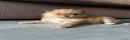 Pomeriaan honden te koop: Te koop  bear face pomeriaan pups - Advertentie 9