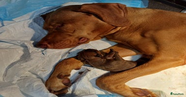 Rhodesian Ridgeback honden - Advertentie 2