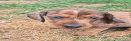 Teckel (korthaar)  honden te koop: Dwerg teckel pups - Advertentie 23