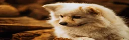 Pomeriaan honden te koop: Knappe lieve pomeriaan pups te koop - Advertentie 1