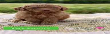 Labradoodle 6