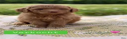 Labradoodle honden te koop: Lieve, mooie Labradoodle pups - Advertentie 3