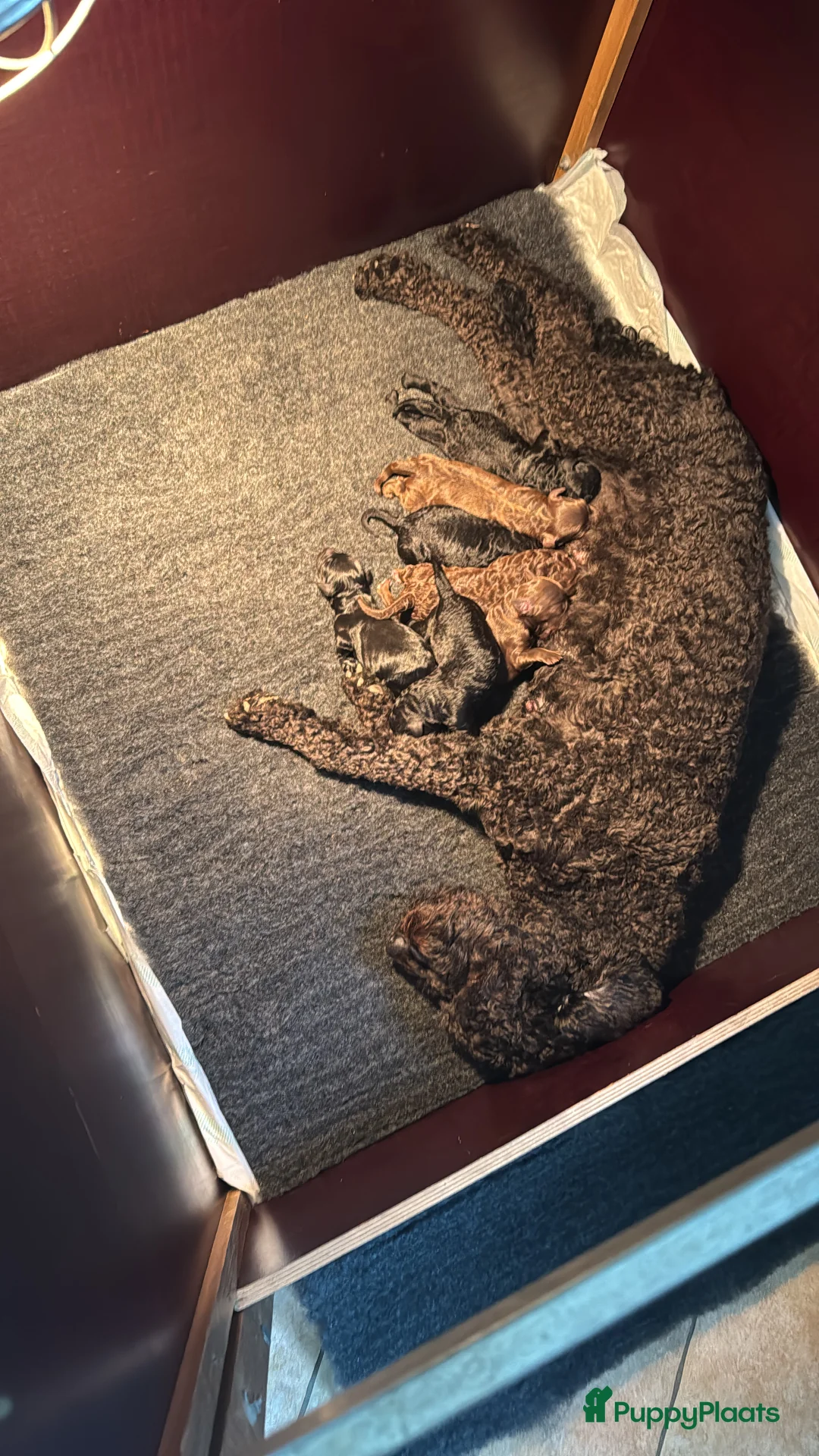 Kruising honden te koop: Australian labradoodle x double doodle in Opheusden - Advertentie 8