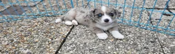 Welsh Corgi Cardigan honden te koop: Welsh corgi cardigan pups, blue merle - Advertentie 23