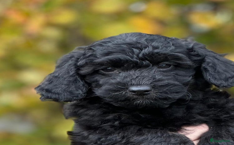 Maltipoo honden - Advertentie 2