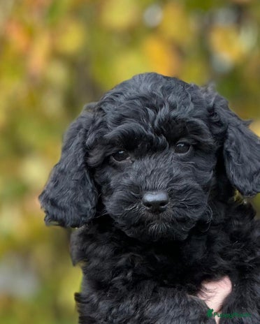 Maltipoo honden - Advertentie 2