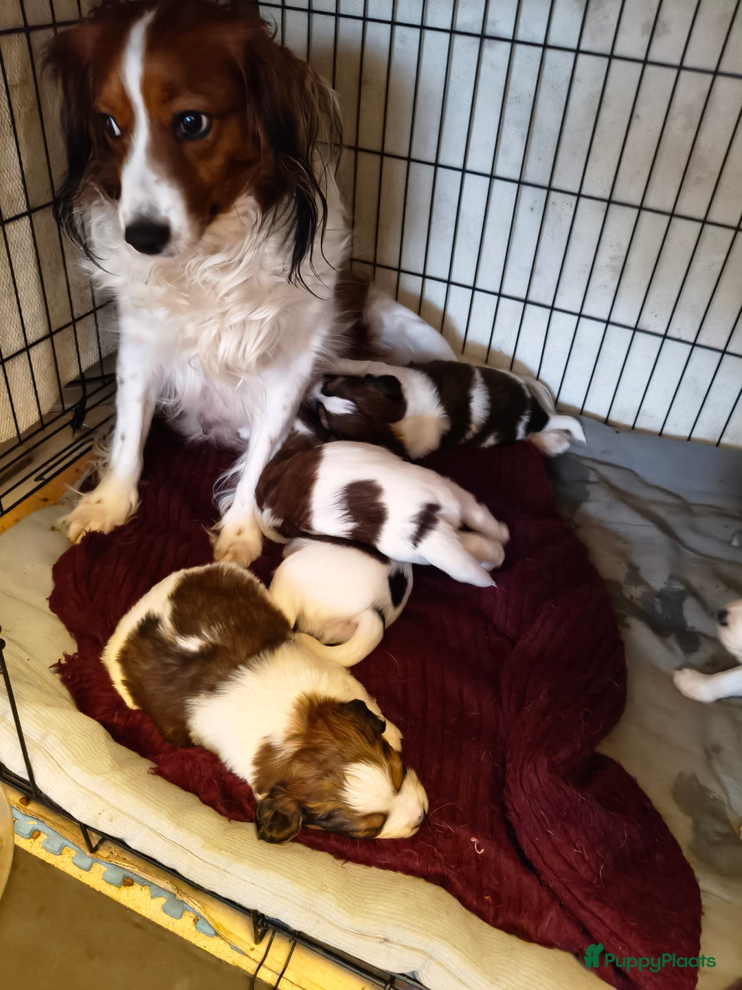 Kooikerhondje honden te koop: Lieve Kooikerpups beschikbaar reserveren nu  - Advertentie 4