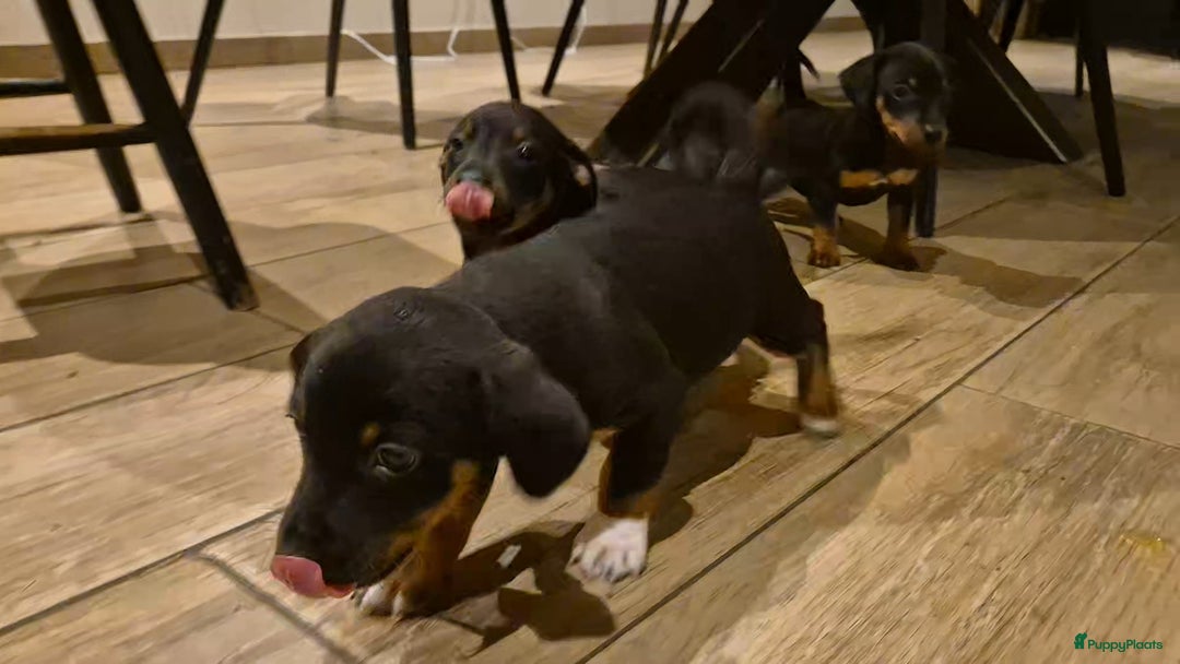 Jack Russel Terriër honden te koop: JACK RUSSEL PUPS - Advertentie 32