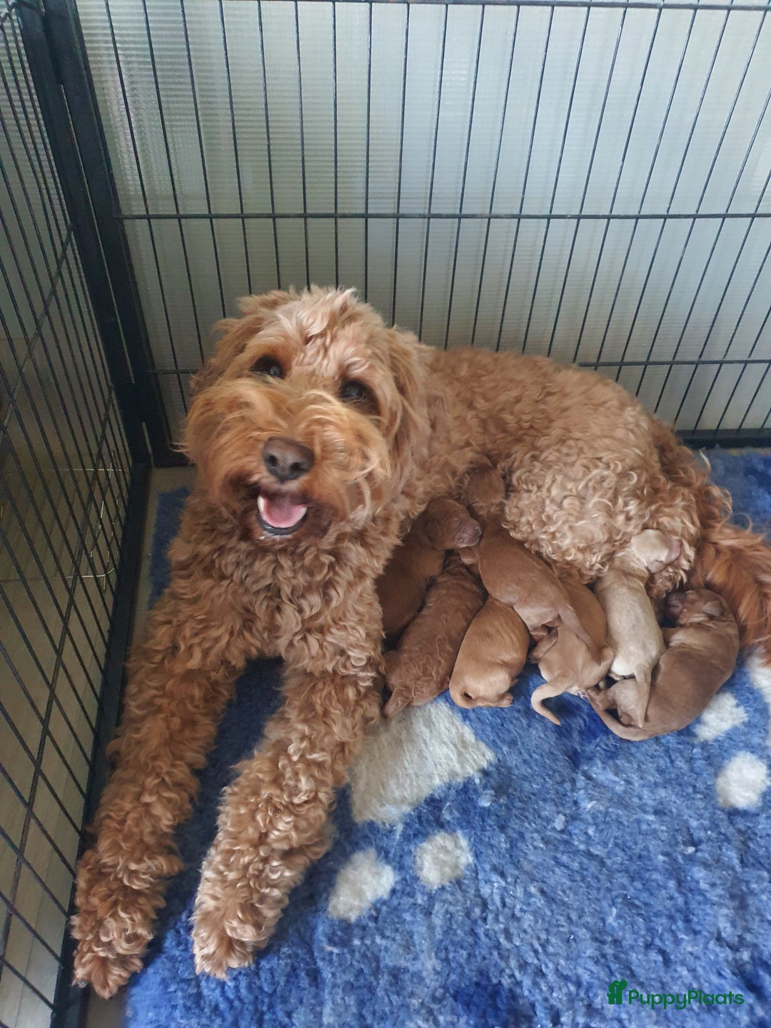 Australian Labradoodle honden te koop: Australian Labradoodle - Afbeelding 5