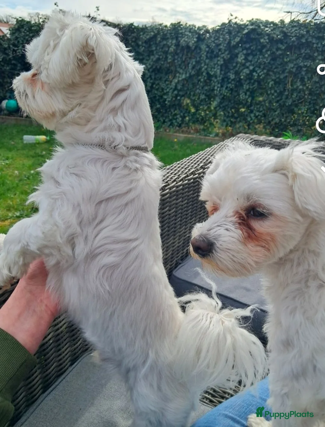 Maltezer honden te koop: 5 prachtige maltezer pups eerste nestje - Advertentie 2