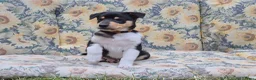 Schotse Herdershond korthaar honden te koop: Schotse herdershond korthaar pups - Advertentie 36