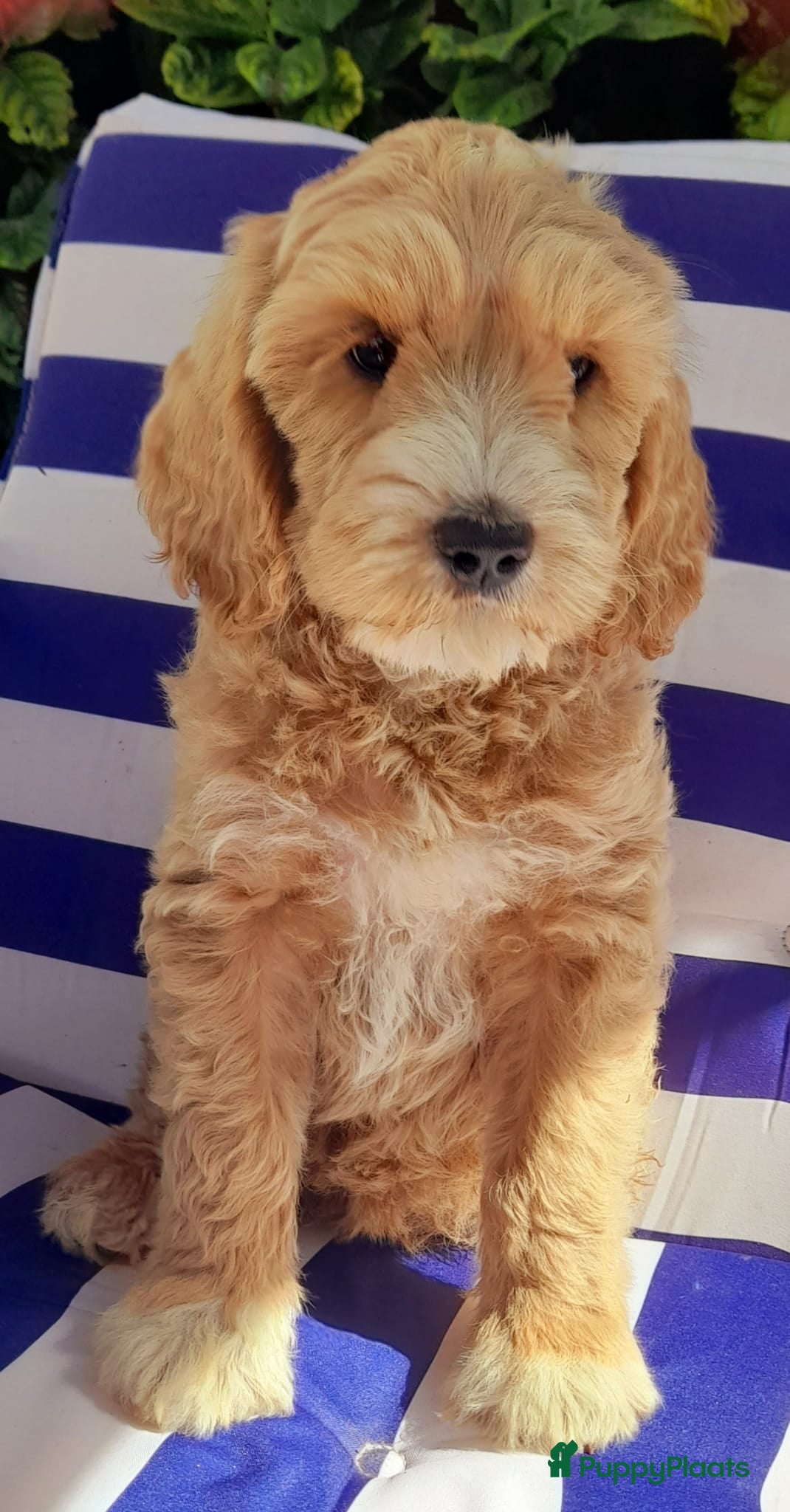 Australian Labradoodle honden Australian Labradoodle pups WALA stamboom  - Advertentie 1