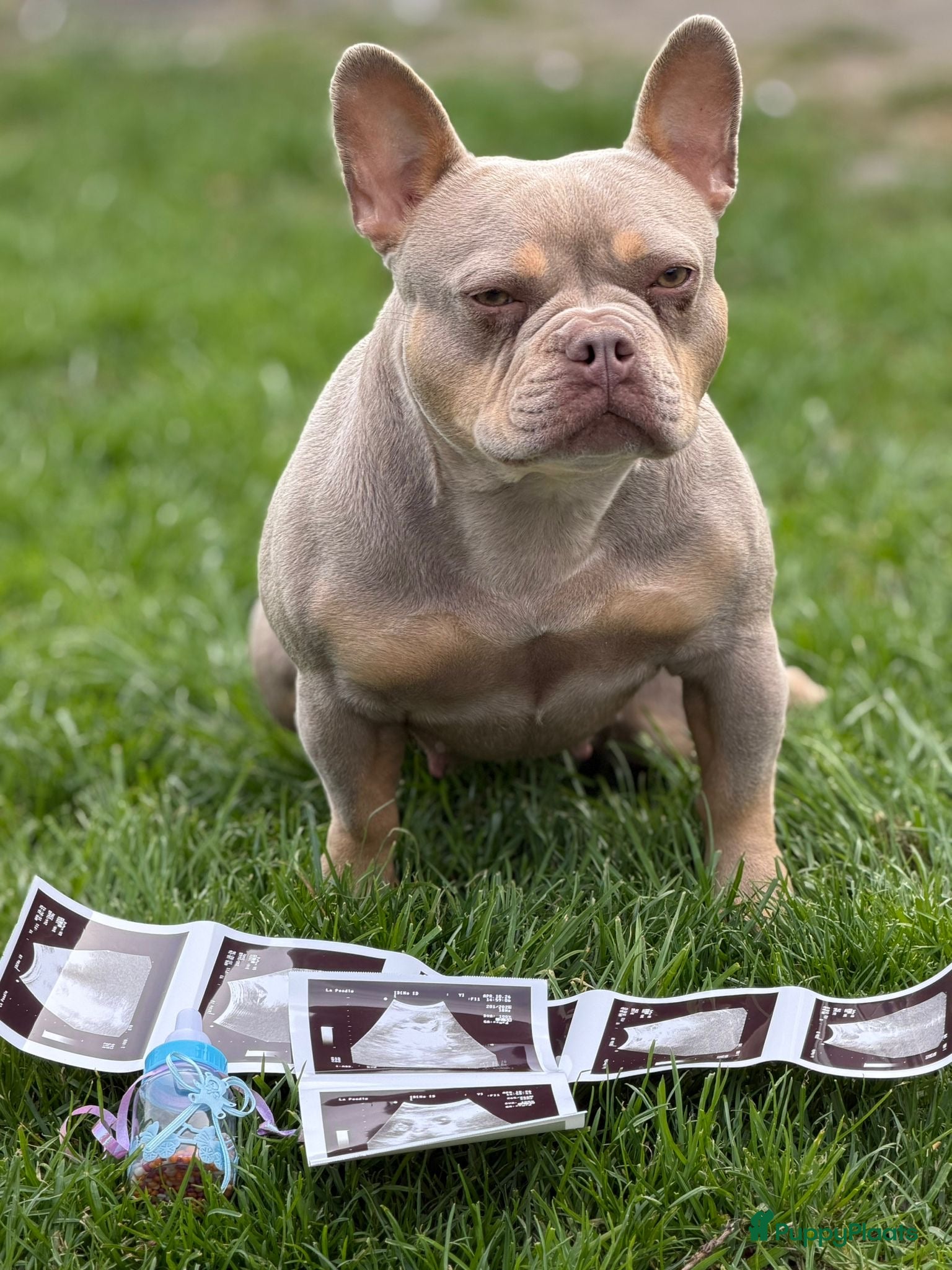 Franse Bulldog honden Mooie Franse bulldog pups - Advertentie 10