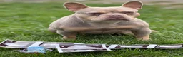 Franse Bulldog honden te koop: Mooie Franse bulldog pups - Advertentie 1