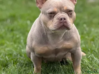 Franse Bulldog honden Mooie Franse bulldog pups - Advertentie 2