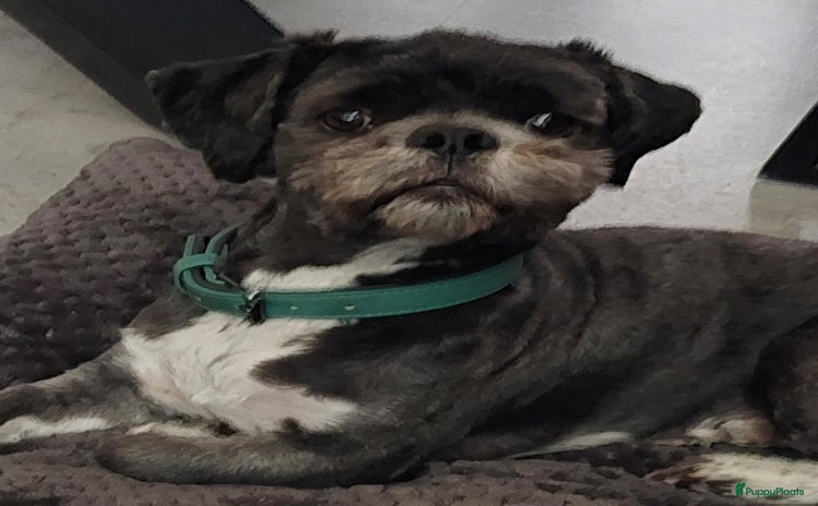 Lhasa Apso honden - Advertentie 1
