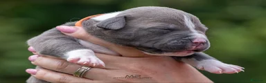 Amerikaanse Bully 1