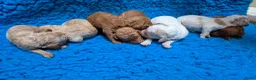 Cockapoo honden te koop: Cockapoo F2b pups - Advertentie 7