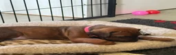 Rhodesian Ridgeback honden te koop: Prachtige Rhodesian Ridgeback pups - Advertentie 6