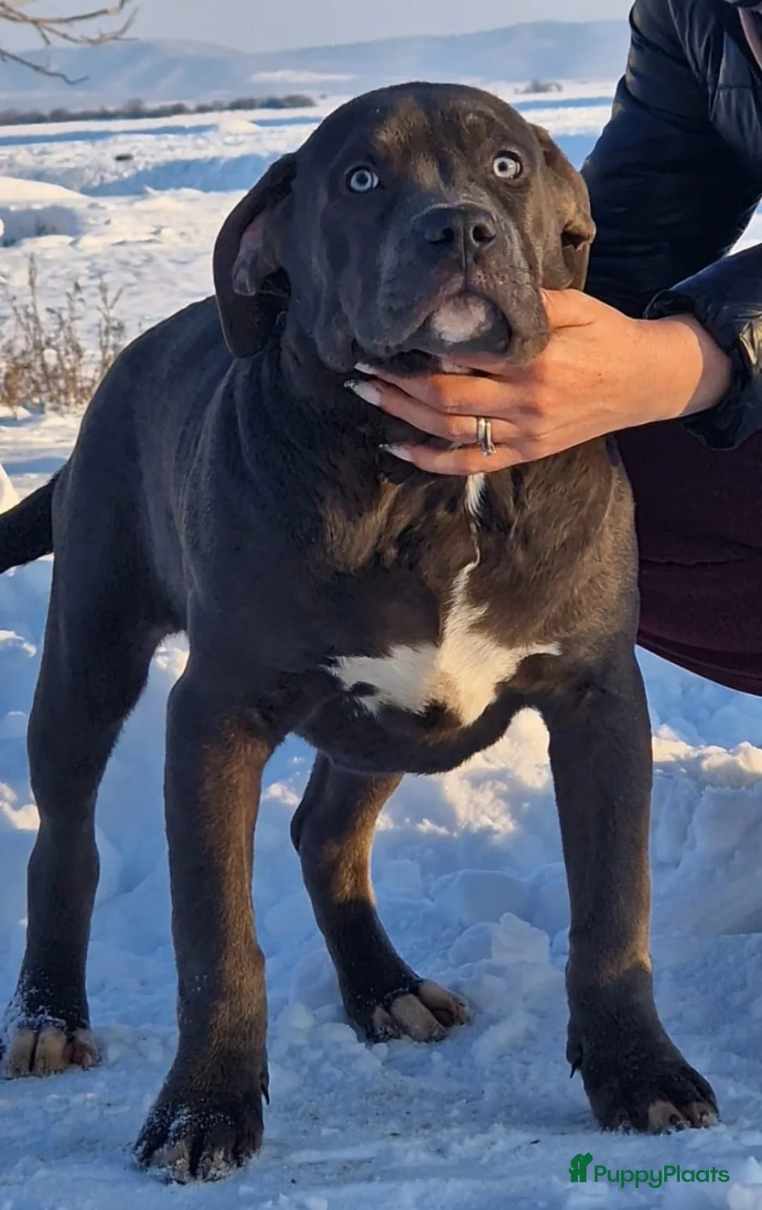 Amerikaanse Bully honden te koop: ABKC XL PUPS BEKENDE INTERNATIONALE BLOEDLIJNEN! - Advertentie 3