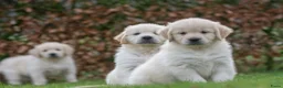 Golden Retriever honden te koop: prachtige golden retriever pups - Advertentie 1