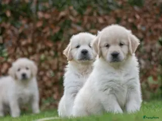 Golden Retriever honden prachtige golden retriever pups - Advertentie 1