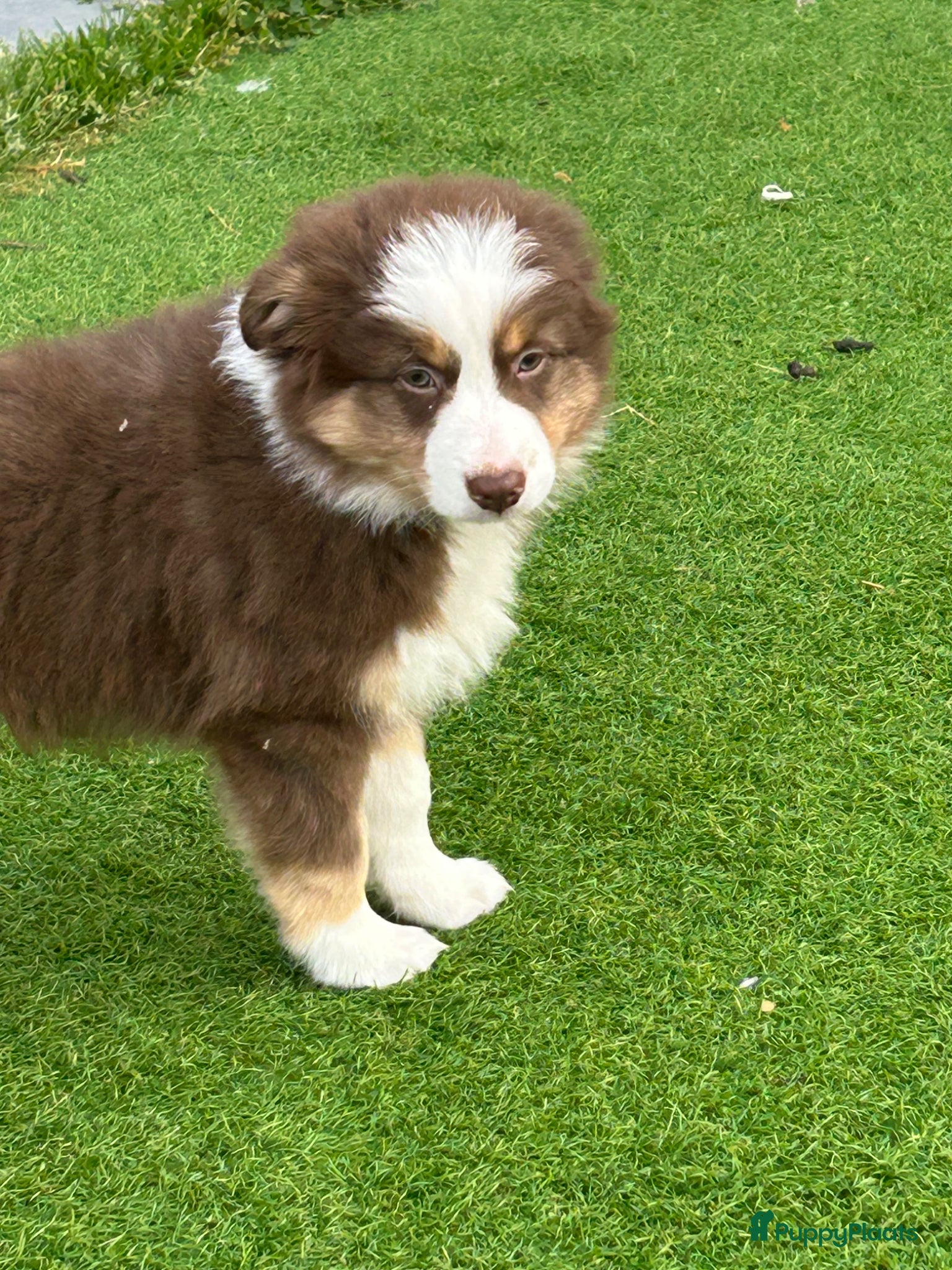 Australian Shepherd honden Miniature American shepherd - Advertentie 5