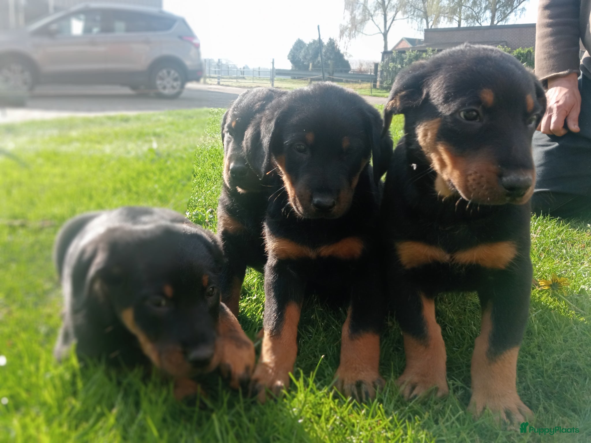 Beauceron honden Gezinshond Beauceron  - Advertentie 1