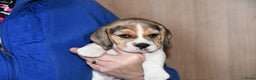 Beagle honden te koop: Prachtige Beagle pups - Advertentie 6