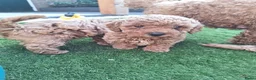 Poedel Toy honden te koop: Prachtige raszuivere toypoedels, mogen 22 mei weg! - Advertentie 8