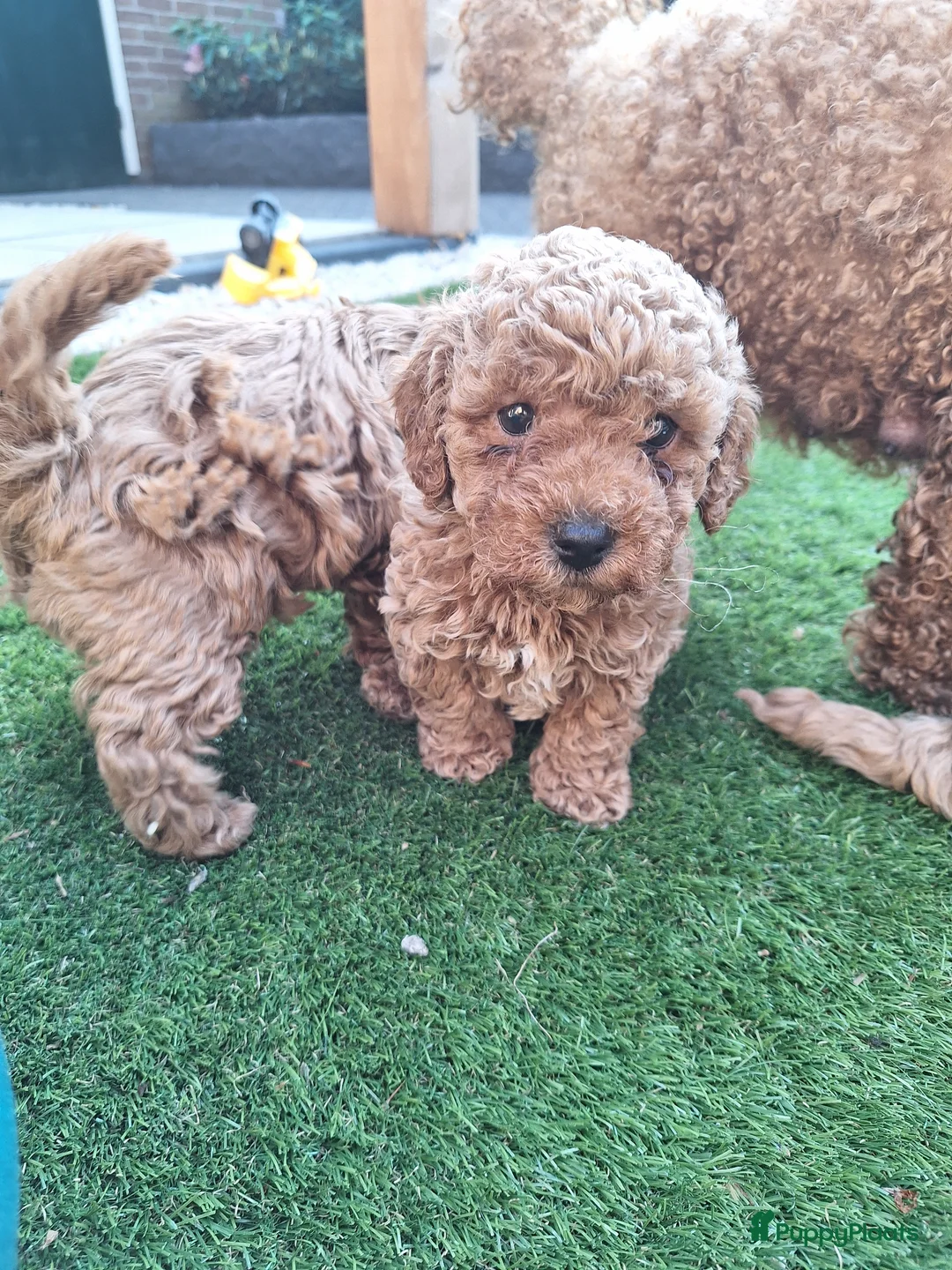 Poedel Toy honden te koop: Prachtige raszuivere toypoedels, mogen 22 mei weg! - Advertentie 8